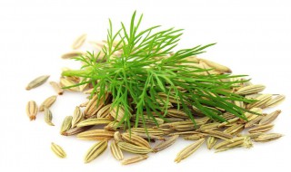 小茴香种子的种植方法 小茴香种子的种植方法与时间
