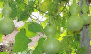 葫芦盆栽种植方法 葫芦盆栽种植方法视频