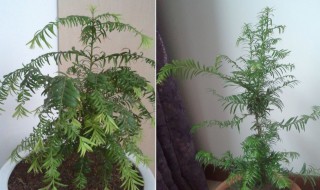 红豆杉养殖方法和注意事项（红豆杉养殖方法和注意事项视频）