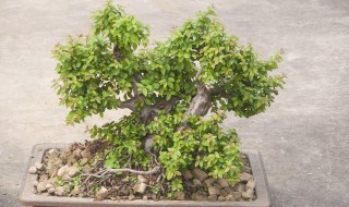 菩提树的养殖方法和注意事项（菩提树的养殖方法和注意事项视频）