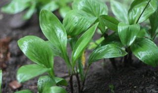 寒葱的种植方法和时间 寒葱的种植方法和时间施肥