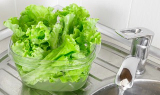 生菜如何清洗 生菜如何清洗才干净