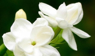 茉莉花的歌词（茉莉花的歌词图片）