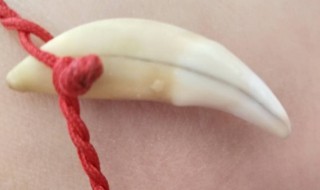 带狗牙有什么禁忌（带狗牙有什么禁忌嘛）