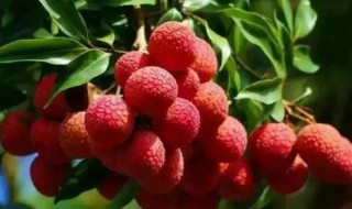 荔枝酒能保存多久才能喝 荔枝酒能够保存多久
