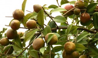 油茶是什么（油茶是什么做的）