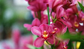 大花蕙兰的介绍 大花蕙兰的介绍和特点