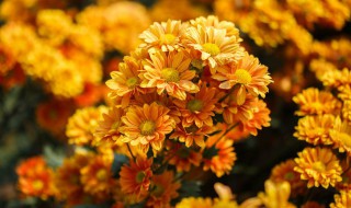 菊花的养护方法 菊花的养护方法有哪些?
