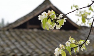 如何介绍清明节（如何介绍清明节的来历）