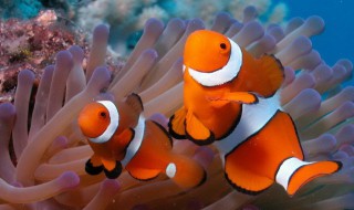 海里常见的鱼（海里常见的鱼名称及图片大全）