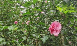 重瓣木槿花的养殖方法 重瓣木槿花的养殖方法视频