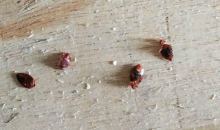 家里有臭虫怎么根除（家里有臭虫怎么根除视频）