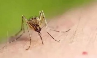 蚊香液是把蚊子熏死了还是熏跑了（蚊香液是把蚊子熏死了还是熏跑了再用）
