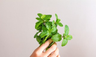 野薄荷能吃吗（野薄荷的吃法与功效）