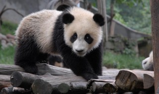小熊猫是什么 小熊猫是什么科动物