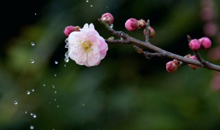 梅花泪的寓意和象征 梅花的象征义