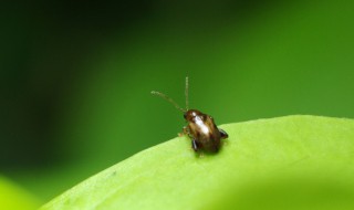 晚上灯光下好多小虫子怎么解决（晚上灯光下好多小虫子怎么解决呢）