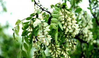 梦见槐花开满树是什么意思（孕妇梦见槐花开满树是什么意思）
