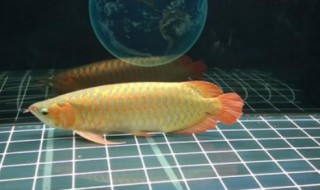 金龙鱼喂食什么最好 金龙鱼喂食什么最好呢