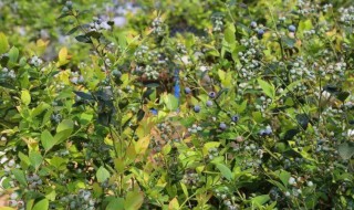 蓝莓用什么土壤种植好 蓝莓用什么土壤种植好活