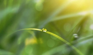 白露节气是几月份（白露节气属于哪个月）