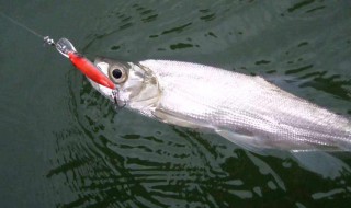 钓海鱼的方法（钓海鱼的方法视频）
