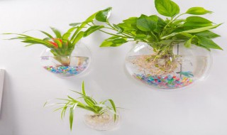 怎么做挂墙花盆（怎么制作壁挂花盆）