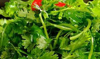 香菜的保存好方法 香菜的保存好方法有哪些