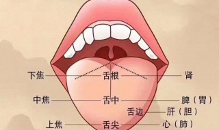 正确的刮舌苔方法 正确的刮舌苔方法图解