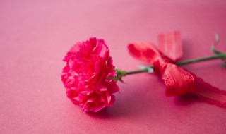 教师节适合送班主任什么花（教师节送老师适合送什么花）