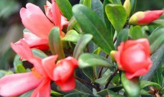 四季茶花的养殖方法和注意事项 茶花的养殖方法家里如何养好茶花