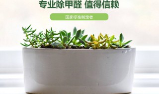 除甲醛最可靠的方法（除甲醛最可靠的方法是什么）