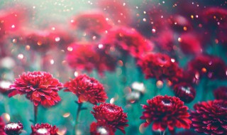 鲜花保存方法小妙招 鲜花保存方法小妙招视频