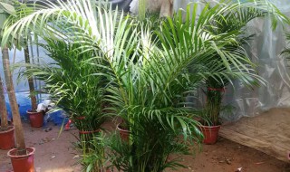 夏天养什么绿植比较好室内 夏天适合养的植物