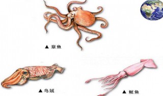 八爪鱼和鱿鱼的区别 八爪鱼和鱿鱼的区别在哪里