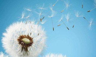 婆婆丁是什么（婆婆丁是什么东西）