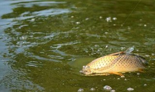 钓鲤鱼用什么饵料（钓鲤鱼用什么饵料最好冬天野钓）