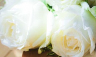 白玫瑰 白玫瑰的花语和寓意