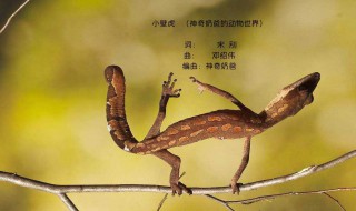 女人见到壁虎什么预兆 家里进来一只小壁虎预示