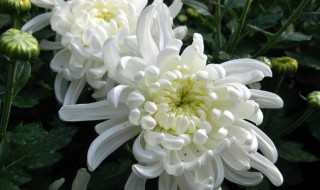 菊花的象征意义（菊花的象征意义借助他书写一种精神）