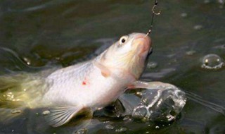 怎样钓鲤鱼要什么饵料（怎样钓鲤鱼要什么饵料最好）