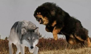 藏獒和狼谁厉害（藏獒和狼谁厉害打斗视频）
