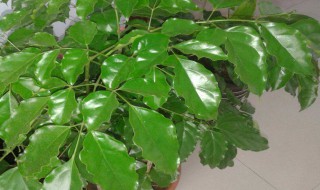 幸福树掉叶子怎么挽救（幸福树掉叶子是怎么回事）