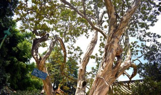 植物也怕痒哪种植物被称为痒痒树 植物也怕痒 哪种植物被称为痒痒树