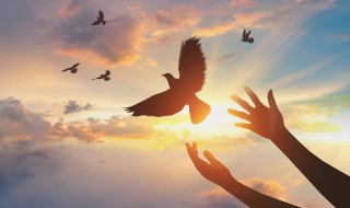 鸟屎掉身上有什么预兆 鸟屎掉衣服上有什么预兆