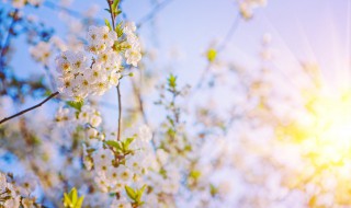 天气好的说说朋友圈（晴天文案短句干净治愈）