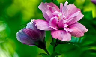 木槿花怎么养 木槿花怎么养殖