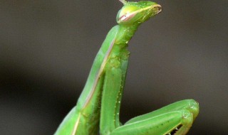 螳螂怎么养 蟑螂是怎么出现在家里的