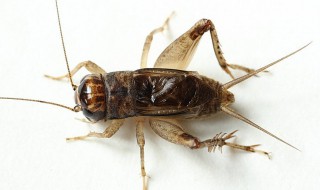 蟋蟀怎么养 蟋蟀怎么养可以活得更久