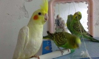 玄凤鹦鹉怎么养（玄凤鹦鹉怎么养才亲人）